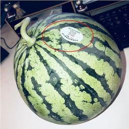 网红吃瓜2000,揭秘娱乐圈幕后真相