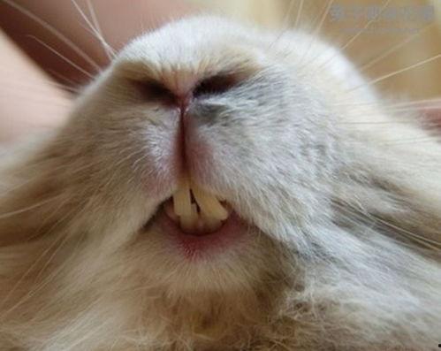 黑料吃黑瓜网兔子牙,揭秘黑料吃黑瓜网背后的神秘力量