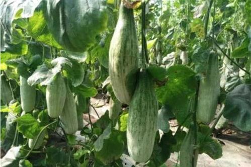 吃瓜网红前十名,盘点前十名热门话题制造者