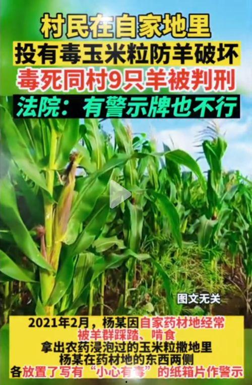 51吃瓜网的特点,网络吃瓜文化的风向标与娱乐资讯的聚集地