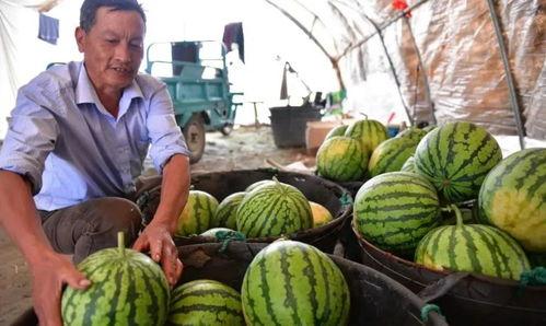 合肥吃瓜网,揭秘本地热门事件，带你畅游美食与八卦世界