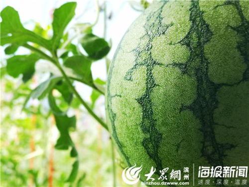 51吃瓜官网地址,带你探索网络吃瓜文化的热点聚集地