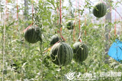 51吃瓜官网地址,带你探索网络吃瓜文化的热点聚集地