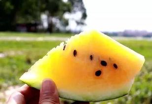 吃瓜导航官网,一站式娱乐资讯平台深度解析