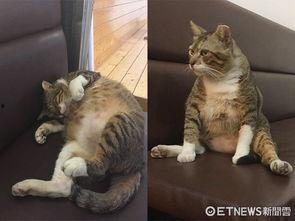 51吃瓜网胖猫事件,揭秘网络舆论背后的真相与争议