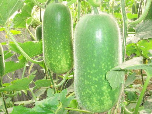 吃瓜网6669383,热门话题背后的真相与趣味