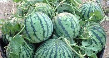 江门网红酒店吃瓜视频,揭秘酒店内部惊人真相！