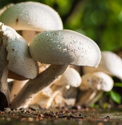 911吃瓜爆料蘑菇网,蘑菇网背后惊人内幕大揭秘