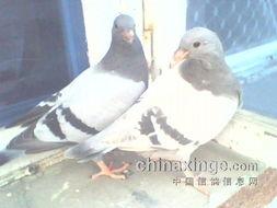 灰鸽子吃瓜网,揭秘网络世界的神秘角落