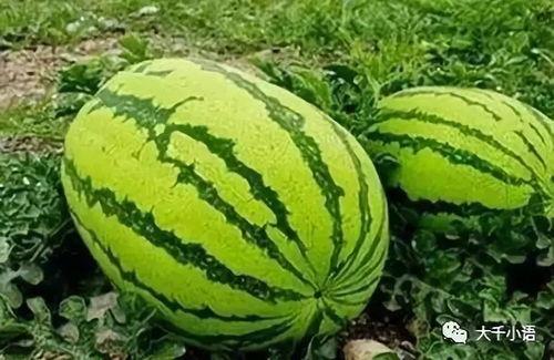 晋江网红吃瓜视频大全集,揭秘网络红人幕后故事