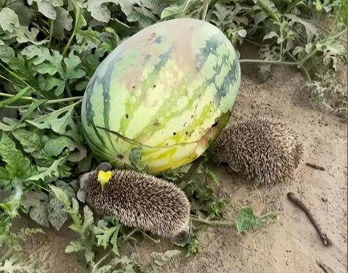 晋江网红吃瓜视频大全集,揭秘网络红人幕后故事