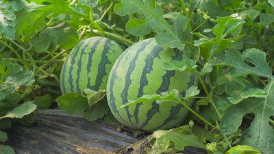 天水秦安网红的吃瓜视频,揭秘网络热点背后的真相