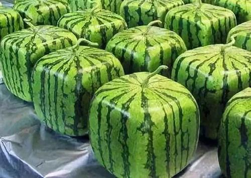 黑瓜吃料网入口,揭秘美食背后的故事与秘籍