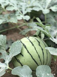 成县的吃瓜网红是谁啊,揭秘网络红人的魅力与影响力