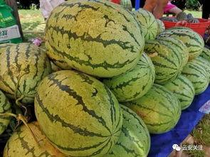 最全吃瓜网,最全吃瓜网带你领略明星幕后故事