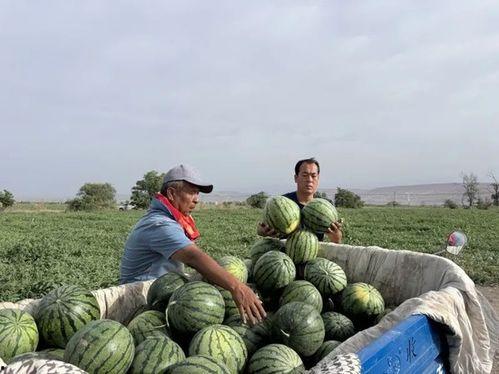 吃瓜网白龙,揭秘吃瓜网幕后黑手