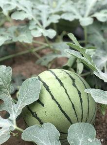 当代吃瓜的网红,揭秘娱乐圈幕后真相