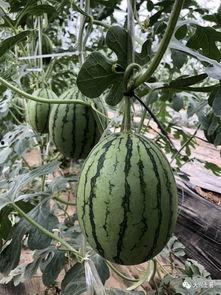 网红旅游吃瓜,美食瓜果香——探寻热门旅游地的独特风味