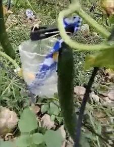 康县网红 吃瓜事件视频,揭秘网络舆论的风云变幻