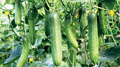 吃瓜网有没有病毒啊,安全可靠，放心浏览