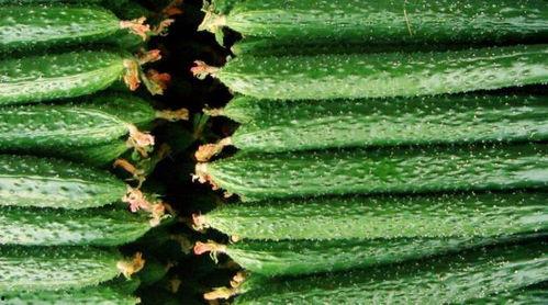 吃瓜医学网,趣味科普，轻松了解健康知识