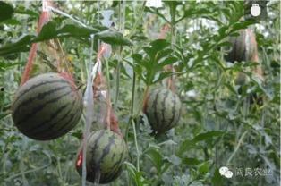 51网站吃瓜,揭秘娱乐圈幕后真相，带你领略明星们的真实生活