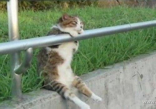 吃瓜网红少女猫猫