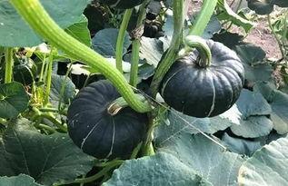 网红吃的小瓜怎么做的呢,简单美味，轻松上手的夏日消暑佳品