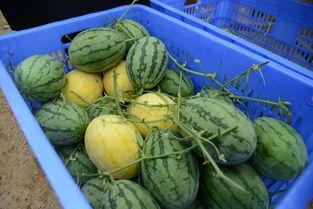 莱阳网红吃瓜群微信群号,微信群号背后的故事与魅力