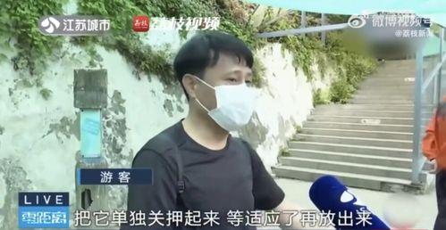 网络吃瓜网红是谁啊视频,揭秘“吃瓜网红”背后的故事