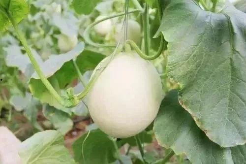 唐山网红吃瓜事件,揭秘网络舆论的风暴与真相