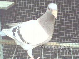 灰鸽子吃瓜网,揭秘网络世界的神秘角落