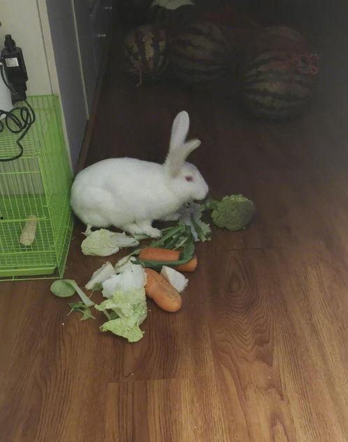 咬一口兔娘吃瓜网,尽享瓜界盛宴