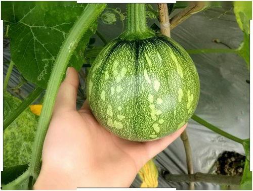 湖南网红付丽娟吃瓜,揭秘幕后真相与网络热议