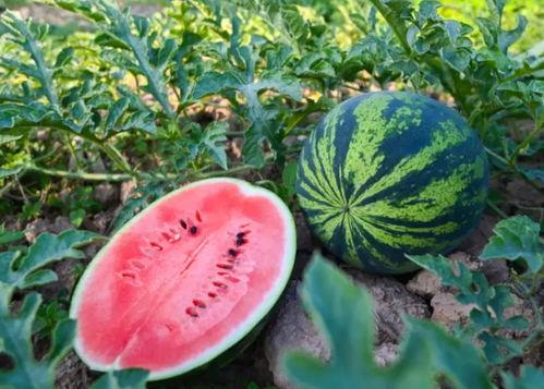 武陟吃瓜网官网入口,官方入口带你畅游美食世界