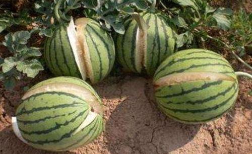 郫县网红吃瓜事件真相,真相背后的网络狂欢与反思