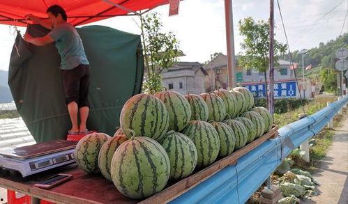 叶县网红吃瓜事件,揭秘网络舆论背后的真相与反思
