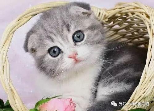 网红小猫吃瓜视频