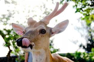 吃瓜网红蓝蓝鹿鹿,吃瓜网红的瓜田奇遇记