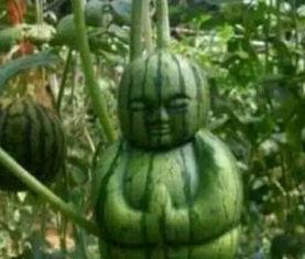 郯城网红吃瓜事件真相