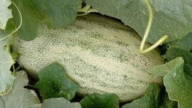 吃哈密瓜的新疆网红,甜蜜诱惑，网红带你领略瓜果飘香