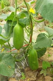 吃瓜网换了什么,全新界面等你来体验！