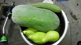 今日吃瓜热门大瓜网