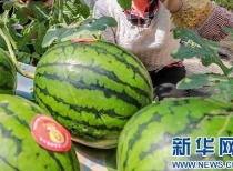 猎奇吃瓜网最新消息,惊悚事件背后的惊人真相！  第3张