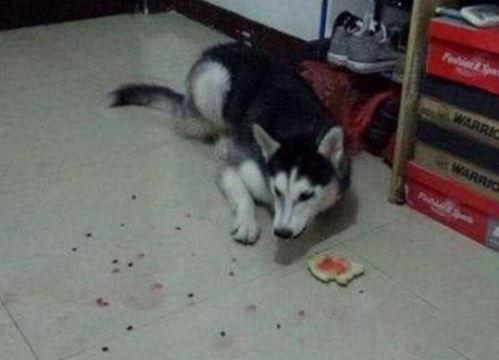 二哈吃瓜劝架百度云网盘,一场网络奇观的背后故事  第1张