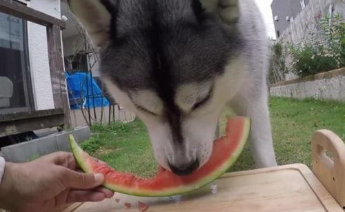 二哈吃瓜劝架百度云网盘,一场网络奇观的背后故事  第2张