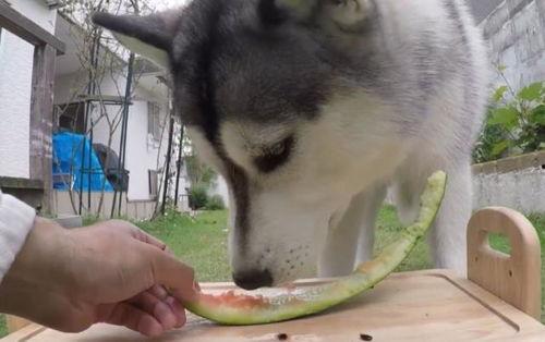 二哈吃瓜劝架百度云网盘,一场网络奇观的背后故事  第3张