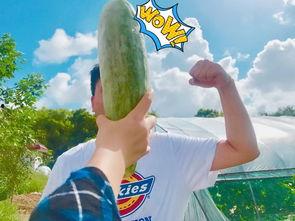 网红爆料吃瓜群众是谁啊,揭秘网红爆料背后的“吃瓜群众”身份之谜 第1张 网红爆料吃瓜群众是谁啊,揭秘网红爆料背后的“吃瓜群众”身份之谜 第1张