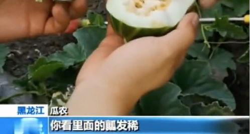 库尔勒吃瓜网红视频曝光,揭秘当地特色美食与风土人情 第2张 库尔勒吃瓜网红视频曝光,揭秘当地特色美食与风土人情 第2张