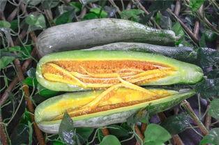 吃瓜西安网红,西安网红吃瓜风云录